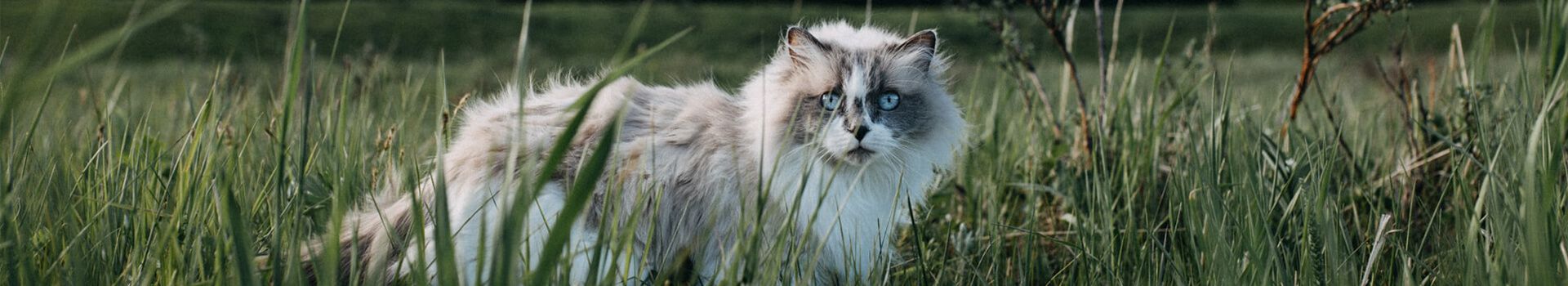 Natürliches Katzenfutter