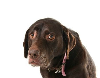 Die Angst beim Hund erkennen und helfen: Der ultimative Ratgeber