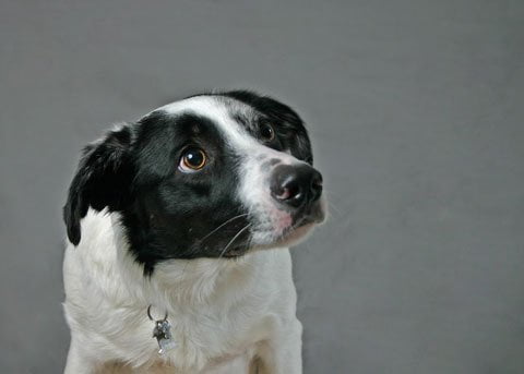 Stress bei Hunden