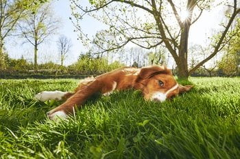 Beruhigungsmittel Hund