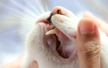 Zahnfleischentzündung Katze (Gingivitis)