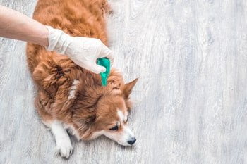 Flohtropfen für den Hund