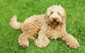 Hypoallergener Hund